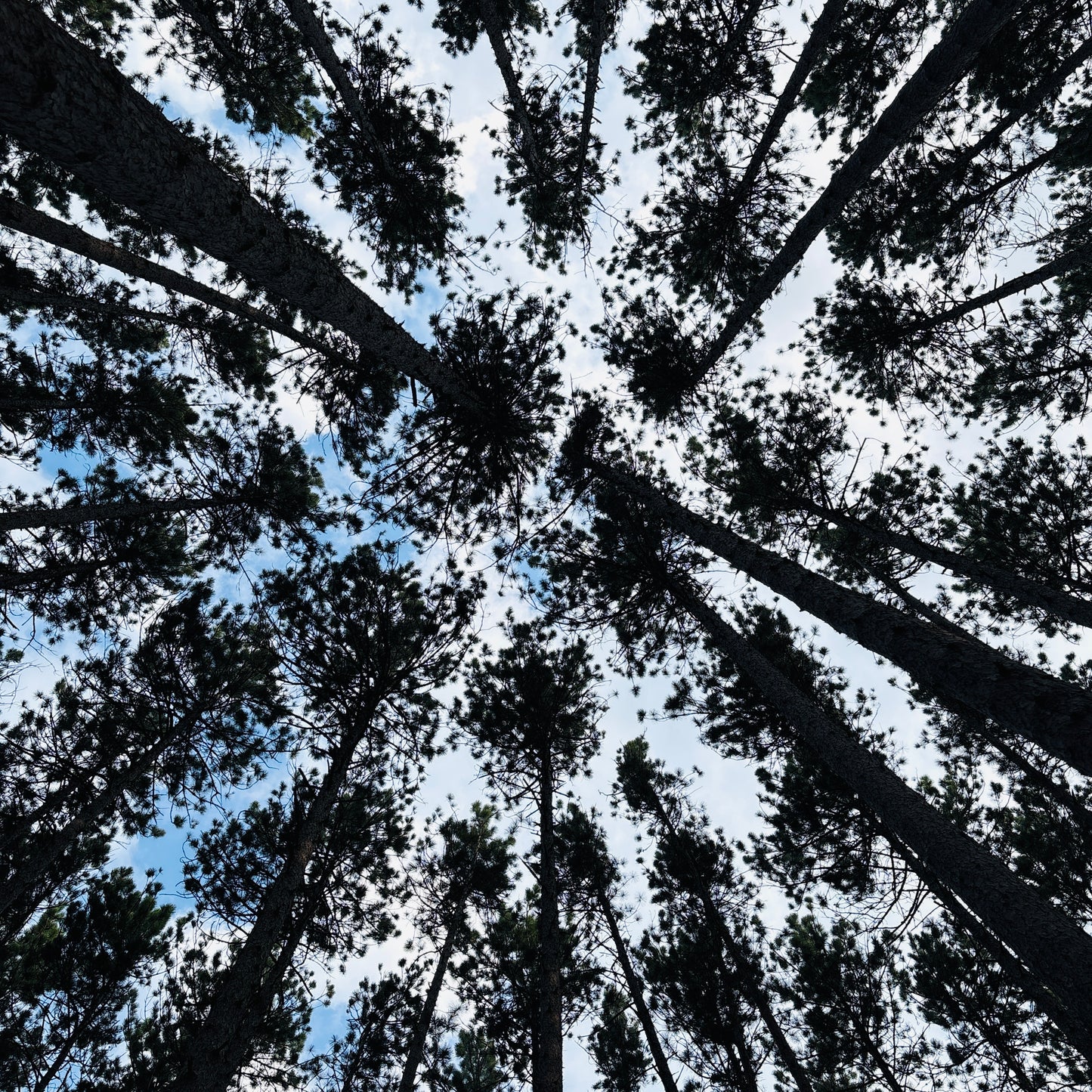 Sticker | Tall Trees