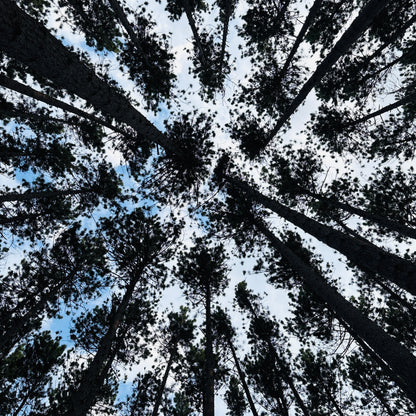 Sticker | Tall Trees