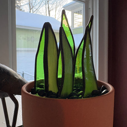 Snake Plant 1