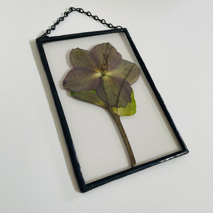 Pressed Flower Frame | Hellebore